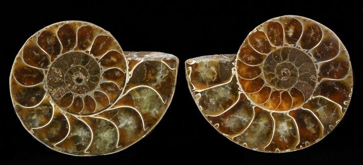 Small Desmoceras Ammonite Pair - #49835